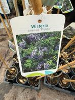 Wisteria of blauwe regens hoogte 100cm gee”nt 3 kleuren, Ophalen, Volle zon, Vaste plant, Klimplanten