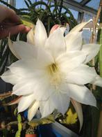 epiphyllum cactus elvenbein gewortelde stekken, Huis en Inrichting, Kamerplanten, Minder dan 100 cm, Bloeiende kamerplant, Halfschaduw