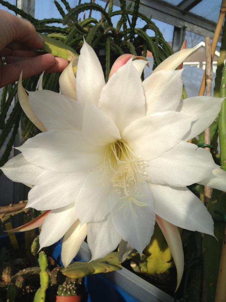 epiphyllum cactus elvenbein gewortelde stekken, Huis en Inrichting, Kamerplanten, Cactus, Minder dan 100 cm, Bloeiende kamerplant