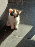 Te koop kittens, Dieren en Toebehoren, Katten en Kittens | Raskatten | Korthaar, Meerdere dieren, Ontwormd, 0 tot 2 jaar