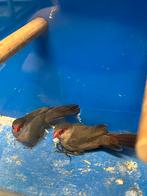 St. Helena Fazantjes 2-0, Dieren en Toebehoren, Vogels | Overige Vogels, Mannelijk, Tropenvogel, Geringd