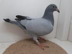 Kleurpostduif kleurpostduiven blauw ongeband, Dieren en Toebehoren, Meerdere dieren, Postduif