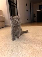 Britse korthaar kitten ‼️ Laatste, Dieren en Toebehoren, Meerdere dieren, Ontwormd