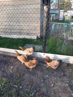 kippen te koop, Dieren en Toebehoren, Pluimvee, Vrouwelijk, Kip