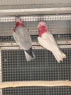 Rose kaketoe, Dieren en Toebehoren, Vogels | Parkieten en Papegaaien, Mannelijk, Papegaai