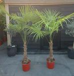 Palmboom 🌴 trachycarpus Fortunei 🌴, Tuin en Terras, Planten | Bomen, Ophalen, Volle zon, Palmboom, 100 tot 250 cm