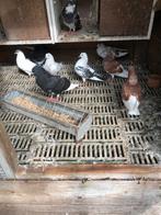 Larense Gelderse Slenken Duiven duif, Meerdere dieren, Kropper