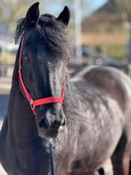 Lief, mooi en bijzonder paard, Dieren en Toebehoren, Paarden, Ruin, Zadelmak, 160 tot 165 cm, Recreatiepaard