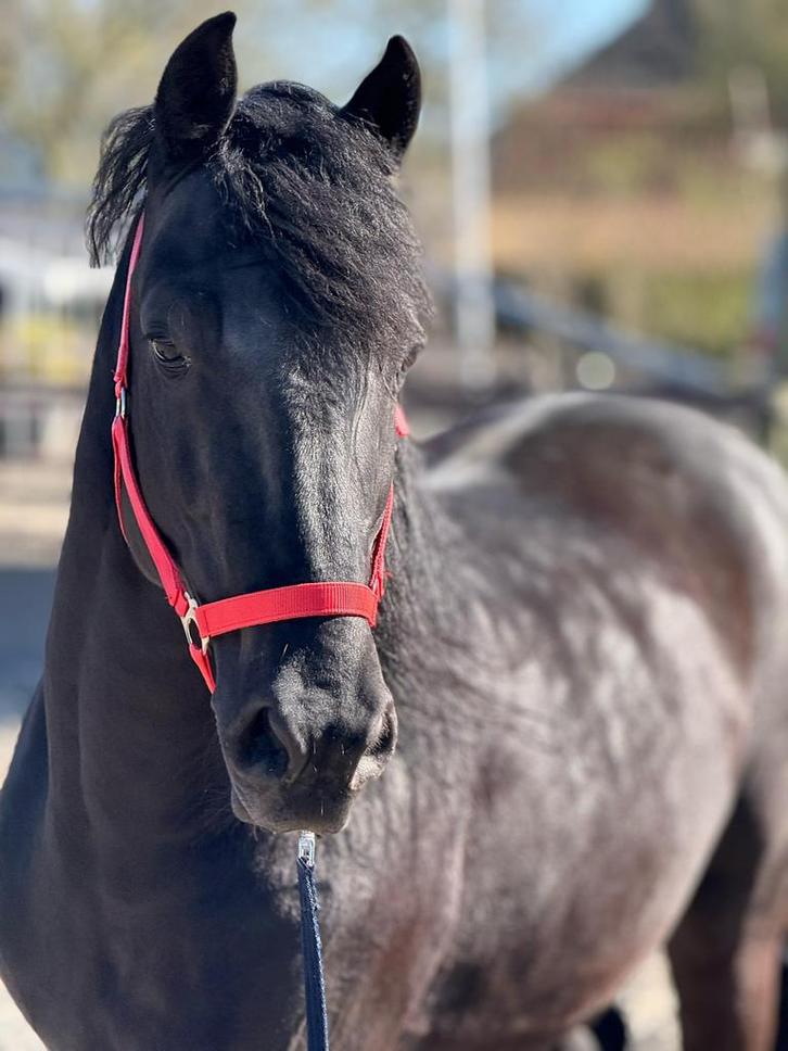 Lief, mooi en bijzonder paard, Dieren en Toebehoren, Paarden, Ruin, Zadelmak, 160 tot 165 cm, 7 tot 10 jaar, Recreatiepaard, Met stamboom