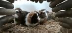 Cavia ( beertjes), Dieren en Toebehoren, Juni, Mannelijk, Cavia