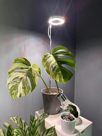 Eerste Hulp voor kamerplanten!  LED Groeilamp Kamerplanten beschikbaar voor biedingen