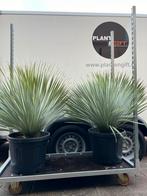 Nieuw! Yucca rostrata plant per stuk, Tuin en Terras, Planten | Tuinplanten, Ophalen of Verzenden