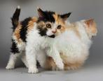 Selkirk Rex poesjes kittens met Stamboom, Dieren en Toebehoren, Poes, Gechipt, 0 tot 2 jaar