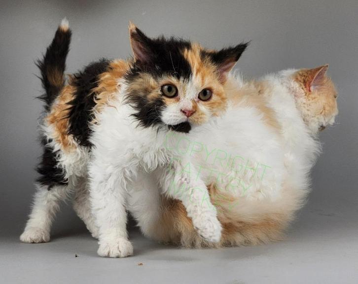 Selkirk Rex poesjes kittens met Stamboom, Dieren en Toebehoren, Katten en Kittens | Raskatten | Langhaar, Poes, 0 tot 2 jaar, Met stamboom