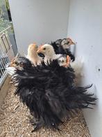 Cochin kriel wit en zwart krulveer en glad, Dieren en Toebehoren, Augustus, Mannelijk