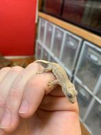 Crested Gecko phantom lilly white wimpergekko, Dieren en Toebehoren, Hagedis, 0 tot 2 jaar