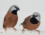 Gordelgrasvinken ( gezocht), Vrouwelijk, Tropenvogel