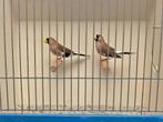 Koppel Maskeramadines, Meerdere dieren, Tropenvogel