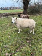Engelse texelaar ram met booroola gen., Mannelijk, Schaap, 3 tot 5 jaar