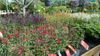 Salvia royal Bumble, Nachtvlinder,Hot lips, en Gletcher, Ophalen, Minder dan 100 cm, Overige soorten, Zomer