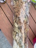 Planten voor hamsterscaping, Ophalen of Verzenden, Nieuw