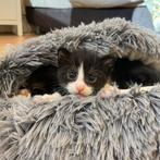 Kittens - nestje van 5 geboren in Juli, Dieren en Toebehoren, Katten en Kittens | Overige Katten, Poes