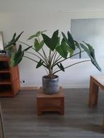 Grote kamerplant Alocasia Zebrina - Olifantsoor, Ophalen, 100 tot 150 cm, Overige soorten, Halfschaduw