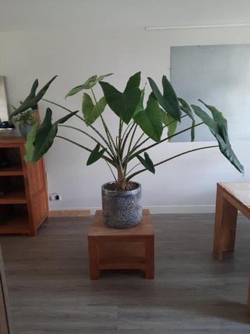 Grote kamerplant Alocasia Zebrina - Olifantsoor beschikbaar voor biedingen