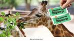 4 kaartjes voor Blijdorp, Tickets en Kaartjes, Drie personen of meer, Ticket of Toegangskaart
