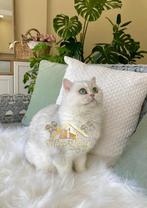 👑 EXCLUSIEVE VIVA VOGUE SILVER SHADED 💕, Dieren en Toebehoren, Poes, Met stamboom, 0 tot 2 jaar