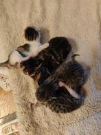 Te koop onze kittens, gisteren geboren., Dieren en Toebehoren, Katten en Kittens | Raskatten | Korthaar