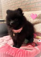 Super snoezige mini pomeranian puppy ALLERLAATSTE MOET️, Keeshond, Rabiës (hondsdolheid), 15 weken tot 1 jaar, Teef