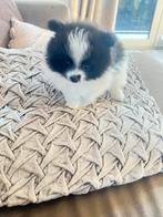 Pomeriaan puppy’s zoeken een warm huisje, Dieren en Toebehoren, CDV (hondenziekte), Keeshond, 8 tot 15 weken, Meerdere