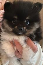 Pomeriaan pups, Dieren en Toebehoren, Keeshond, Meerdere, Meerdere dieren, Nederland