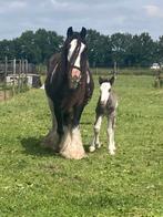 Tinker / Irish Cob veulens en jaarlingen, Dieren en Toebehoren, Meerdere dieren, Recreatiepony, Gechipt, 0 tot 2 jaar
