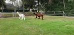 Jonge alpaca hengsten, Dieren en Toebehoren, Overige Dieren, Augustus, Mannelijk