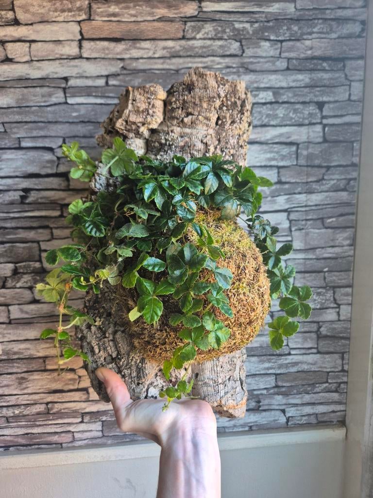 Suikerdruifje op kurk, Overige soorten, Minder dan 100 cm, Groene kamerplant, Halfschaduw