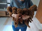 Toy poedel pup 4 REUTJE, Dieren en Toebehoren, Honden | Chihuahua's en Gezelschapshonden, Poedel, Reu, CDV (hondenziekte), 8 tot 15 weken