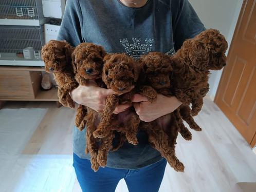 Toy poedel pup 4 REUTJE, Dieren en Toebehoren, Honden | Chihuahua's en Gezelschapshonden, Reu, Poedel, Particulier, Meerdere, Nederland