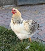 Raszuivere wyandotte kriel haantjes, Dieren en Toebehoren, Mannelijk, Kip