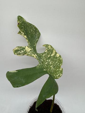 Rhaphidophora Tetrasperma Thai Constellation Variegata beschikbaar voor biedingen
