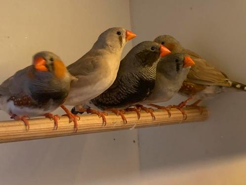 Zebravinken van feb 2025, Dieren en Toebehoren, Vogels | Overige Vogels, Tropenvogel, Meerdere dieren