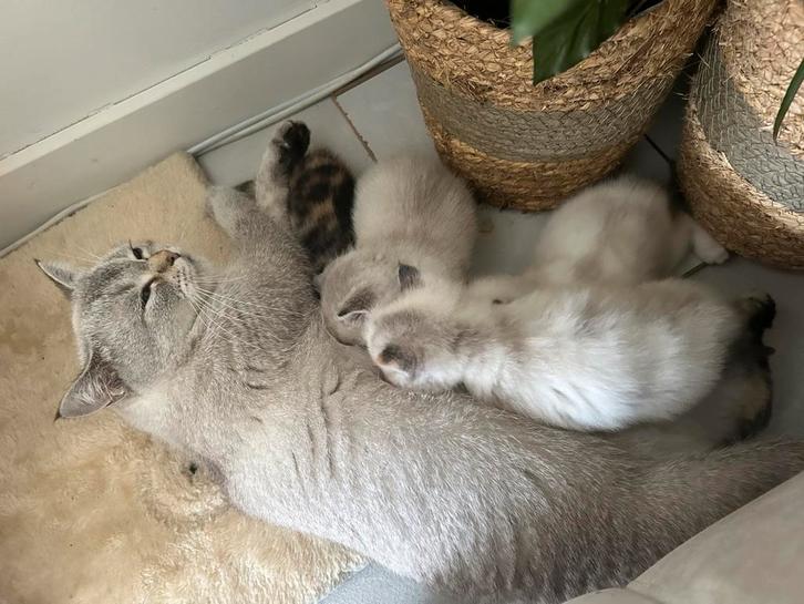 Britse Korthaar Blue Point Poes, Dieren en Toebehoren, Katten en Kittens | Overige Katten, Poes