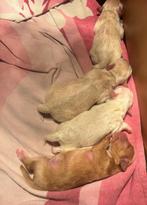 Boompoo pups, Dieren en Toebehoren, Honden | Niet-rashonden, 8 tot 15 weken, Meerdere, Meerdere dieren, Klein