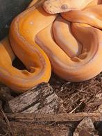 Super mooie (D) retics nk 25  nog enkele dieren beschikbaar., Dieren en Toebehoren, Reptielen en Amfibieën, Slang, 0 tot 2 jaar