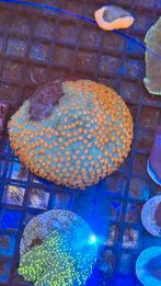 Cyphastrea koraal Zeewater aquarium, Dieren en Toebehoren, Overige typen, Zoutwatervis