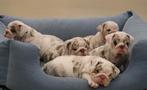 New/Old English bulldog pups, Dieren en Toebehoren, Honden | Bulldogs, Pinschers en Molossers, Fokker | Hobbymatig, Rabiës (hondsdolheid)