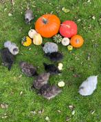 Kuikens zijdehoen krielkippen te koop, Dieren en Toebehoren, Geslacht onbekend, Kip