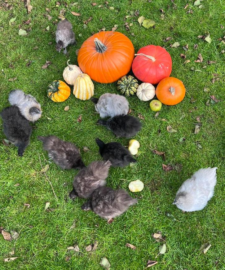 Kuikens zijdehoen krielkippen te koop, Dieren en Toebehoren, Pluimvee, Kip, Geslacht onbekend