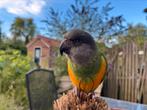 Bonte boer incl. Hok&Tbh, Dieren en Toebehoren, Vogels | Parkieten en Papegaaien, Mannelijk, Papegaai